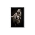 Picture of Ebony, the Horse _GroupedProduct_Rectangle_Portrait_Photography _GroupedProduct_Rectangle_Portrait_Canvas_Framed_