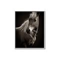 Picture of Ebony, the Horse _GroupedProduct_Rectangle_Portrait_Photography _GroupedProduct_Rectangle_Portrait_Canvas_Framed_