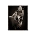 Picture of Ebony, the Horse _GroupedProduct_Rectangle_Portrait_Photography _GroupedProduct_Rectangle_Portrait_Canvas_Framed_