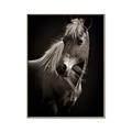 Picture of Ebony, the Horse _GroupedProduct_Rectangle_Portrait_Photography _GroupedProduct_Rectangle_Portrait_Canvas_Framed_