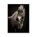 Picture of Ebony, the Horse _GroupedProduct_Rectangle_Portrait_Photography _GroupedProduct_Rectangle_Portrait_Canvas_Framed_