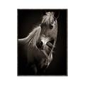 Picture of Ebony, the Horse _GroupedProduct_Rectangle_Portrait_Photography _GroupedProduct_Rectangle_Portrait_Canvas_Framed_