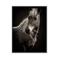 Picture of Ebony, the Horse _GroupedProduct_Rectangle_Portrait_Photography _GroupedProduct_Rectangle_Portrait_Canvas_Framed_