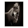 Picture of Ebony, the Horse _GroupedProduct_Rectangle_Portrait_Photography _GroupedProduct_Rectangle_Portrait_Canvas_Framed_