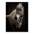 Picture of Ebony, the Horse _GroupedProduct_Rectangle_Portrait_Photography _GroupedProduct_Rectangle_Portrait_Canvas_Framed_