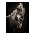 Picture of Ebony, the Horse _GroupedProduct_Rectangle_Portrait_Photography _GroupedProduct_Rectangle_Portrait_Canvas_Framed_
