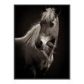 Picture of Ebony, the Horse _GroupedProduct_Rectangle_Portrait_Photography _GroupedProduct_Rectangle_Portrait_Canvas_Framed_