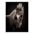 Picture of Ebony, the Horse _GroupedProduct_Rectangle_Portrait_Photography _GroupedProduct_Rectangle_Portrait_Canvas_Framed_