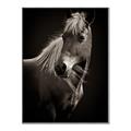 Picture of Ebony, the Horse _GroupedProduct_Rectangle_Portrait_Photography _GroupedProduct_Rectangle_Portrait_Canvas_Framed_