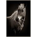 Picture of Ebony, the Horse _GroupedProduct_Rectangle_Portrait_Photography _GroupedProduct_Rectangle_Portrait_Canvas_Framed_