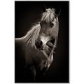 Picture of Ebony, the Horse _GroupedProduct_Rectangle_Portrait_Photography _GroupedProduct_Rectangle_Portrait_Canvas_Framed_