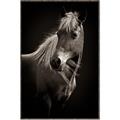 Picture of Ebony, the Horse _GroupedProduct_Rectangle_Portrait_Photography _GroupedProduct_Rectangle_Portrait_Canvas_Framed_