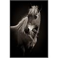 Picture of Ebony, the Horse _GroupedProduct_Rectangle_Portrait_Photography _GroupedProduct_Rectangle_Portrait_Canvas_Framed_