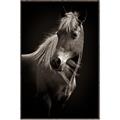 Picture of Ebony, the Horse _GroupedProduct_Rectangle_Portrait_Photography _GroupedProduct_Rectangle_Portrait_Canvas_Framed_