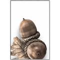 Picture of Fallen Acorns _GroupedProduct_Rectangle_Portrait_Photography _GroupedProduct_Rectangle_Portrait_Canvas_Framed_