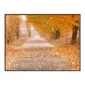 Picture of Falling Leaves  _GroupedProduct_Rectangle_Landscape_Photography _GroupedProduct_Rectangle_Landscape_Canvas_Framed_