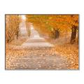 Picture of Falling Leaves  _GroupedProduct_Rectangle_Landscape_Photography _GroupedProduct_Rectangle_Landscape_Canvas_Framed_