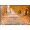 Picture of Falling Leaves  _GroupedProduct_Rectangle_Landscape_Photography _GroupedProduct_Rectangle_Landscape_Canvas_Framed_