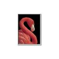 Picture of Flamingo Flame _GroupedProduct_Rectangle_Portrait_Photography _GroupedProduct_Rectangle_Portrait_Canvas_Framed_