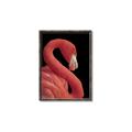 Picture of Flamingo Flame _GroupedProduct_Rectangle_Portrait_Photography _GroupedProduct_Rectangle_Portrait_Canvas_Framed_