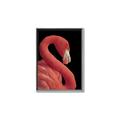 Picture of Flamingo Flame _GroupedProduct_Rectangle_Portrait_Photography _GroupedProduct_Rectangle_Portrait_Canvas_Framed_