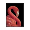 Picture of Flamingo Flame _GroupedProduct_Rectangle_Portrait_Photography _GroupedProduct_Rectangle_Portrait_Canvas_Framed_