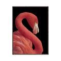 Picture of Flamingo Flame _GroupedProduct_Rectangle_Portrait_Photography _GroupedProduct_Rectangle_Portrait_Canvas_Framed_