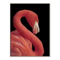 Picture of Flamingo Flame _GroupedProduct_Rectangle_Portrait_Photography _GroupedProduct_Rectangle_Portrait_Canvas_Framed_
