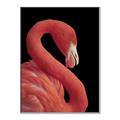 Picture of Flamingo Flame _GroupedProduct_Rectangle_Portrait_Photography _GroupedProduct_Rectangle_Portrait_Canvas_Framed_