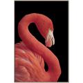 Picture of Flamingo Flame _GroupedProduct_Rectangle_Portrait_Photography _GroupedProduct_Rectangle_Portrait_Canvas_Framed_