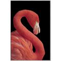 Picture of Flamingo Flame _GroupedProduct_Rectangle_Portrait_Photography _GroupedProduct_Rectangle_Portrait_Canvas_Framed_