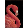 Picture of Flamingo Flame _GroupedProduct_Rectangle_Portrait_Photography _GroupedProduct_Rectangle_Portrait_Canvas_Framed_