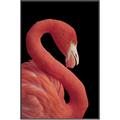 Picture of Flamingo Flame _GroupedProduct_Rectangle_Portrait_Photography _GroupedProduct_Rectangle_Portrait_Canvas_Framed_