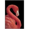 Picture of Flamingo Flame _GroupedProduct_Rectangle_Portrait_Photography _GroupedProduct_Rectangle_Portrait_Canvas_Framed_