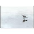Picture of Frozen Lake _GroupedProduct_Rectangle_Landscape_Photography _GroupedProduct_Rectangle_Landscape_Canvas_Framed_