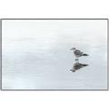 Picture of Frozen Lake _GroupedProduct_Rectangle_Landscape_Photography _GroupedProduct_Rectangle_Landscape_Canvas_Framed_