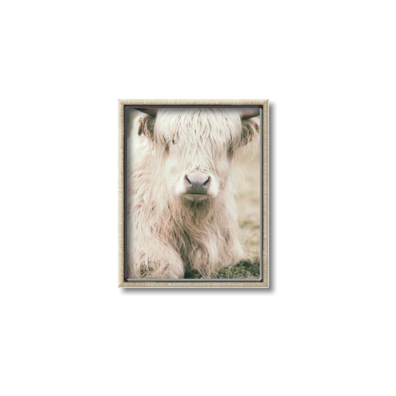 Picture of Furry Cow _GroupedProduct_Rectangle_Portrait_Photography _GroupedProduct_Rectangle_Portrait_Canvas_Framed_