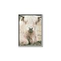Picture of Furry Cow _GroupedProduct_Rectangle_Portrait_Photography _GroupedProduct_Rectangle_Portrait_Canvas_Framed_