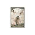 Picture of Furry Cow _GroupedProduct_Rectangle_Portrait_Photography _GroupedProduct_Rectangle_Portrait_Canvas_Framed_