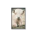 Picture of Furry Cow _GroupedProduct_Rectangle_Portrait_Photography _GroupedProduct_Rectangle_Portrait_Canvas_Framed_