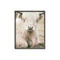 Picture of Furry Cow _GroupedProduct_Rectangle_Portrait_Photography _GroupedProduct_Rectangle_Portrait_Canvas_Framed_