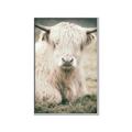 Picture of Furry Cow _GroupedProduct_Rectangle_Portrait_Photography _GroupedProduct_Rectangle_Portrait_Canvas_Framed_