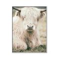 Picture of Furry Cow _GroupedProduct_Rectangle_Portrait_Photography _GroupedProduct_Rectangle_Portrait_Canvas_Framed_
