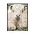 Picture of Furry Cow _GroupedProduct_Rectangle_Portrait_Photography _GroupedProduct_Rectangle_Portrait_Canvas_Framed_