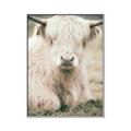 Picture of Furry Cow _GroupedProduct_Rectangle_Portrait_Photography _GroupedProduct_Rectangle_Portrait_Canvas_Framed_