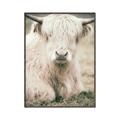 Picture of Furry Cow _GroupedProduct_Rectangle_Portrait_Photography _GroupedProduct_Rectangle_Portrait_Canvas_Framed_