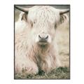 Picture of Furry Cow _GroupedProduct_Rectangle_Portrait_Photography _GroupedProduct_Rectangle_Portrait_Canvas_Framed_
