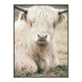 Picture of Furry Cow _GroupedProduct_Rectangle_Portrait_Photography _GroupedProduct_Rectangle_Portrait_Canvas_Framed_