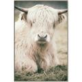 Picture of Furry Cow _GroupedProduct_Rectangle_Portrait_Photography _GroupedProduct_Rectangle_Portrait_Canvas_Framed_