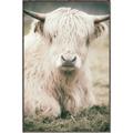 Picture of Furry Cow _GroupedProduct_Rectangle_Portrait_Photography _GroupedProduct_Rectangle_Portrait_Canvas_Framed_
